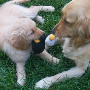 dogs 00505.jpg