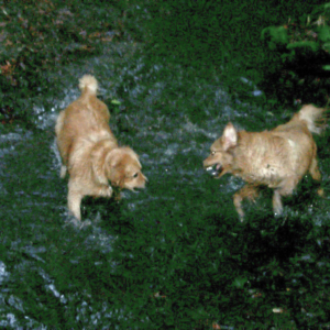 dogs playing in stream 01217.jpg